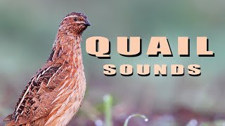 Common Quail Bird sounds from summer meadow [upl. by Eniarda]