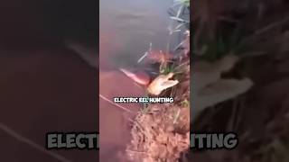 Electric eel hunts crocodiles [upl. by Shirline488]