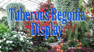 Fitzroy Gardens Conservatory  Tuberous Begonia Display 2024 [upl. by Bannerman]