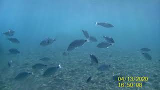 Swimming withblacktail fish in Patmos Island Greece [upl. by Nalyd]