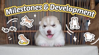 2WeekOld SINGLETON Puppy Milestones amp Development [upl. by Yelak456]