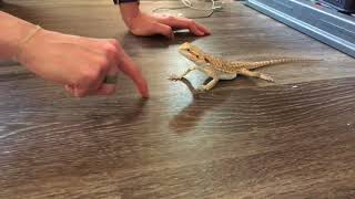 Bearded Dragon Playing Like A Dog [upl. by Bertha503]