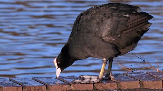 Eurasian Coots Calling and Making Clicking Noises  Scotland [upl. by Eveline]