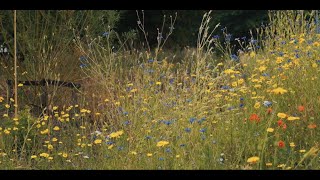 Remisepark Lichtenvoorde [upl. by Eecart]