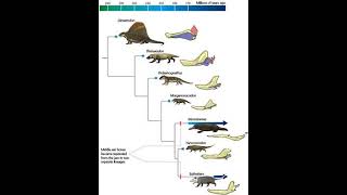 Evolution of mammals [upl. by Ettenawtna]