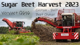 Sugar Beet Harvest 2023 UK  Rare Beet Chaser amp Vervaet Q616 [upl. by Staford]