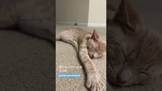 Its a sleepy cat cat catlover catvideos shorts cute [upl. by Griz267]