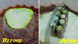 Unique And Simple Method To Multiple Grafts Adenium Caudex  Desert Rose Plant [upl. by Cyprio]