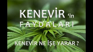 KENEVİRİN FAYDALARI  kenevir ne işe yarar [upl. by Hild]