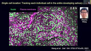 RNAseq Analysis of Murine Salivary Gland Development  FaceBase Forum 2024 [upl. by Pul]