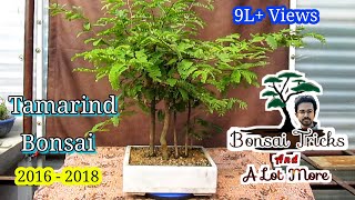 Tamarind Bonsai Forest from seeds  Complete Guide [upl. by Okihcim]