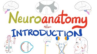 Introduction to Neuroanatomy  Learn the Basics  Neuroanatomy Playlist [upl. by Aenitsirhc]