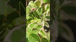 A male Southern Oak Bush Cricket in an Oxford garden cricket nature garden [upl. by Llerrem]