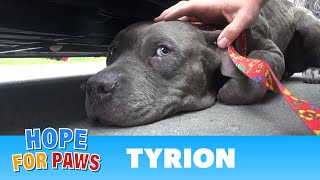 Tyrion  An injured Pit Bull rescued a moment before disaster Please share senior [upl. by Nehte]