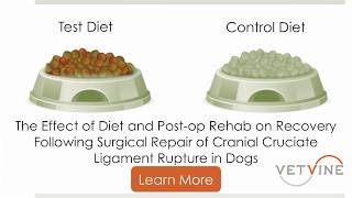 Can Diet amp Physical Rehab Help Dogs After Surgery to Repair a Ruptured Cranial Cruciate Ligament [upl. by Leunammi]