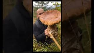 Beautiful mushrooms from Eastern Europe funghi porcini boletus grzyby гриби [upl. by Seka71]