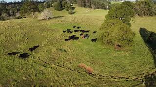 Winter on the Farm  Maleny Black Angus Beef [upl. by Alodie800]