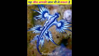 yah jiv aapki jan bhi leskti hai।। Blue glaucus को गलति सेभी मत छूना shorts glaucu facts [upl. by Ateloj989]