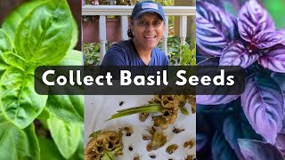 Collecting Basil Herb Seeds  Harvest Save [upl. by Barcus]