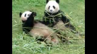 Pandas géants au zoo de Beauval [upl. by Etteuqal]