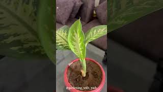 Dieffenbachia Plant Care 🪴🌿diefenbachia GardeningGardenLife [upl. by Karb]