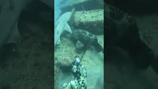 Giant Grouper VS Shark VS Diver followers DiscovermyAfrica fyp catchingfish ocean fish ocean [upl. by Prud179]