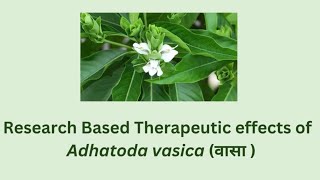 Therapeutic uses of Adhatoda vasica  Research based pharmacological activities of Adhatoda vasica [upl. by Julee939]