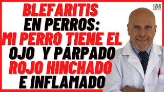 BLEFARITIS en Perros 🔴Por qué Mi Perro tiene el OJO y PÁRPADO HINCHADO y CERRADO 🔴Cómo Curarlo 🔴 [upl. by Bible]