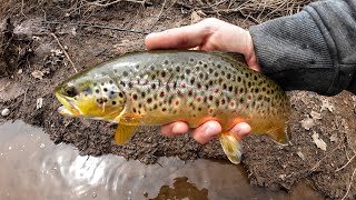 The Key to Catching BIG Trout  60 Days of Trout Fishing  Day 18 [upl. by Lacagnia]