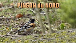 PINSON du NORD avec des Pinsons des arbres [upl. by Hax737]