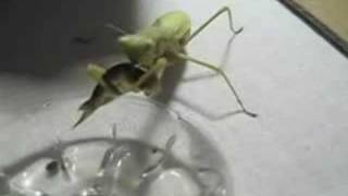 Gottesanbeterin Mantid geht Fischen Orchid Wholesaler [upl. by Gelasias]