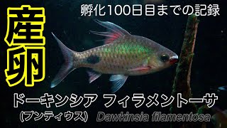 【産卵】Dawkinsia filamentosa【ドーキンシアフィラメントーサ】 [upl. by Ahsert]