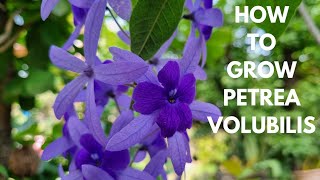 How to grow Petrea Volubilis [upl. by Sualokcin857]