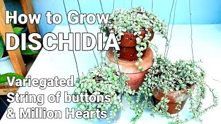 DISCHIDIA PLANT CARE GUIDE  Variegated String of Buttons amp Million Hearts dischidiaplantcareguide [upl. by Alyakcm544]