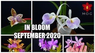 Orchids in Bloom  September 2020  25 Orchids to vote for [upl. by Atalaya427]