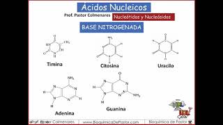 Nucleótidos y Nucleósidos  Ácidos nucleicos parte II [upl. by Pace]