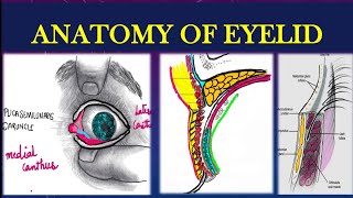 EYELIDS ANATOMY EXPLAINED [upl. by Phyllida495]