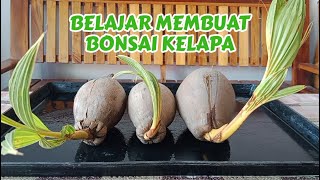 BELAJAR MEMBUAT BONSAI KELAPA [upl. by Pedrotti]