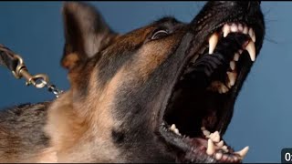 DOGS BARKING to Make your Dog Bark 4Dog Breeds Barking Sound Effects [upl. by Carolyne]