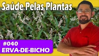 Saúde Pelas Plantas  Ervadebicho hemorroidas varizes vermifuga inflamação analgésica [upl. by Ettenahc]