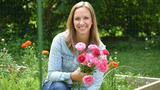 How To Grow Ranunculus Soaking Presprouting Planting Covering Harvest  Northlawn Flower Farm [upl. by Naylor777]