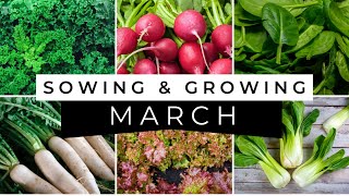 What Seeds to Sow in March  Vegetable Sowing Guide [upl. by Gomar]