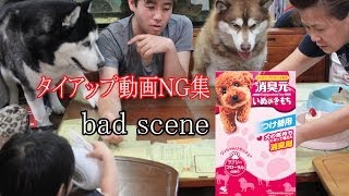 消臭元 犬のきもち 撮影ＮＧ集ハスキー犬編 bad scene husky dog [upl. by Eidahs]