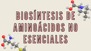 BioquímicaProteínas  Biosíntesis de aminoácidos no esenciales  sem 12 URP [upl. by Hnad]