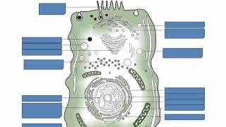 Prokaryotic and Eukaryotic Cells IB Biology [upl. by Kanter]