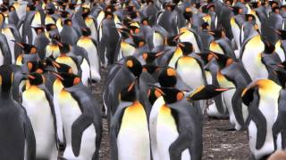 What Its Like Inside a King Penguin Rookery [upl. by Lesig]