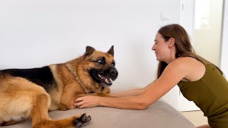 Funny German Shepherd Dog Loves the Attention of its Human Mom [upl. by Atinuhs153]