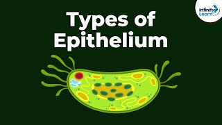 Types of Epithelial Tissue  Animal Tissues  Infinity Learn [upl. by Eadmund131]