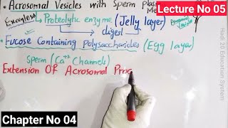 Acrosomal Reaction In Sea Urchin In Urdu Hindi  Developmental Biology  BS Zoology  MSc  Lec 05 [upl. by Ailido]