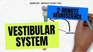 2Minute Neuroscience Vestibular System [upl. by Nitsyrk869]